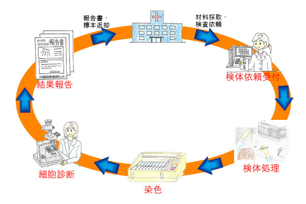 細胞診検査の流れ図